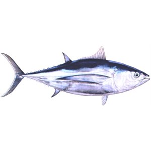 Decal Albacore .75" x 1.75" (C435)