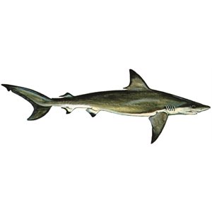 Decal Blacktip Shark .79" x 2.22" (C423)