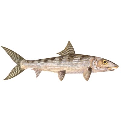 Decal Bonefish .63" x 1.82" (C407)