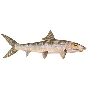 Decal Bonefish .63" x 1.82" (C407)