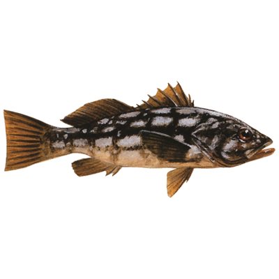 Decal Calico Bass .57" x 1.31" (C402)