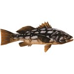 Decal Calico Bass .57" x 1.31" (C402)
