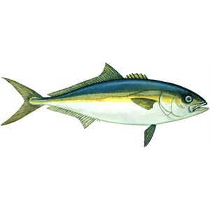 Decal Yellowtail (California) .71" x 1.61" (C441)