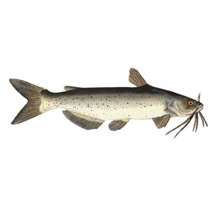 Decal Channel Cat .57" x 1.60" (C408)