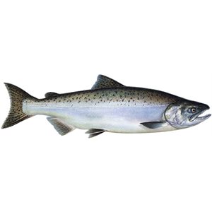 Decal Chinook Salmon .51" x 1.68" (C473)