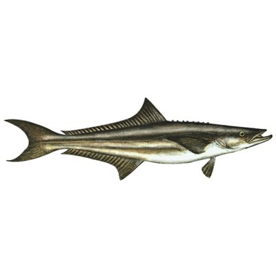 Decal Cobia .53" x 1.71" (C409)