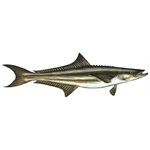 Decal Cobia .53" x 1.71" (C409)