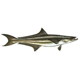 Decal Cobia .53" x 1.71" (C409)