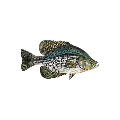 Decal Crappie (Black) .42" x .83" (C411)