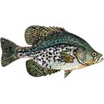 Decal Crappie (Black) .42" x .83" (C411)