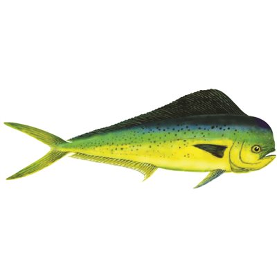Decal Dolphin (Bull) .72" x 1.96" (C412)