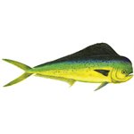 Decal Dolphin (Bull) .72" x 1.96" (C412)