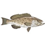 Decal Gag grouper .74" x 1.70" (C451)