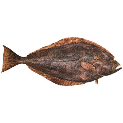 Decal Halibut (Pacific) .60" x 1.49" (C453)
