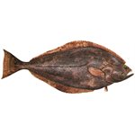 Decal Halibut (Pacific) .60" x 1.49" (C453)