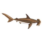 Decal Hammerhead Shark .78" x 2.28" (C424)
