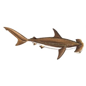 Decal Hammerhead Shark .78" x 2.28" (C424)