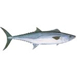 Decal King Mackerel .67" x 2.22" (C415)