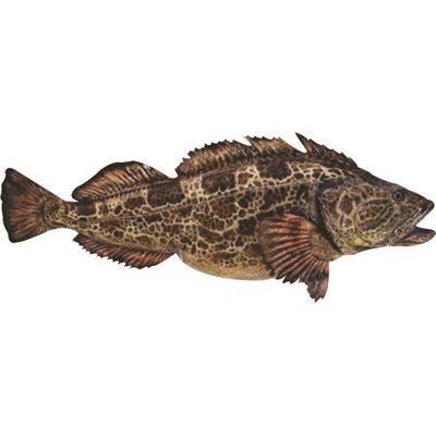 Decal Lingcod .80" x 1.85" (C511)