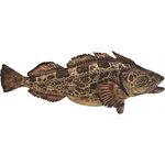 Decal Lingcod .80" x 1.85" (C511)