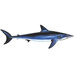 Decal Mako Shark .75" x 1.85 (C425)