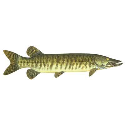 Decal Muskie .52" x 1.86" (C417)