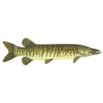 Decal Muskie .52" x 1.86" (C417)