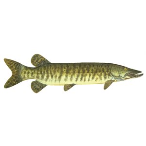 Decal Muskie .52" x 1.86" (C417)