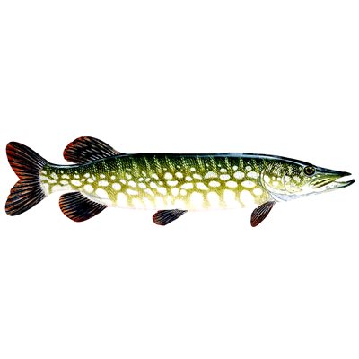 Decal Northern Pike .46" x 1.68" (C480)