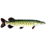 Decal Northern Pike .46" x 1.68" (C480)