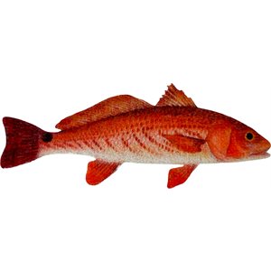 Decal Redfish .62" x 1.58"