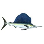 Decal Sailfish .67" x 1.82" (C421)