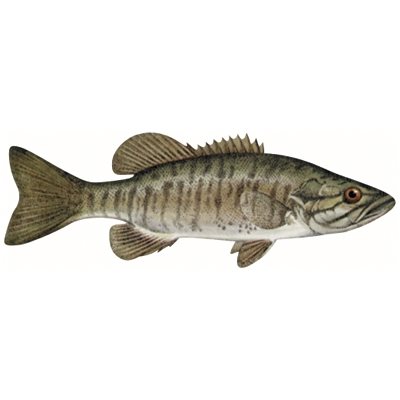 Decal Smallmouth Bass .38" x 1.12" (C466)