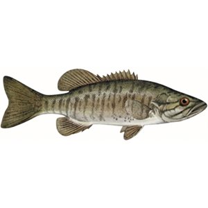 Decal Smallmouth Bass .38" x 1.12" (C466)