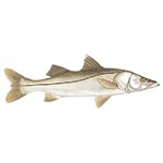 Decal Snook .58" x 1.66" (C430)