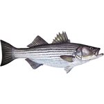 Decal Striped Bass .78" x 1.88" (C404)
