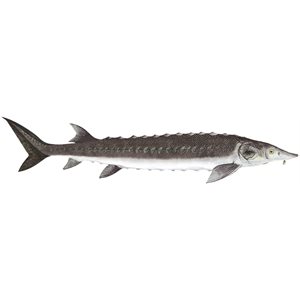 Decal Sturgeon .54" x 2.33" (C460)