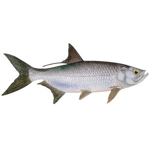 Decal Tarpon .77" x 1.87" (C431)