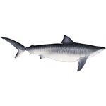 Decal Tiger Shark .85" x 2.43" (C426)