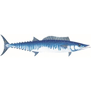 Decal Wahoo .55" x 2.33" (C439)