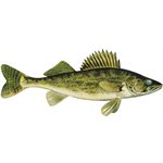Decal Walleye .57" x 1.37" (C440)