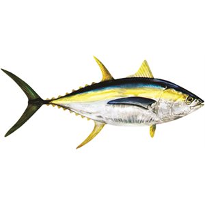 Decal Yellowfin Tuna .88" x 1.89" (C438)