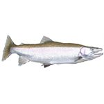 Decal Steelhead (C434)